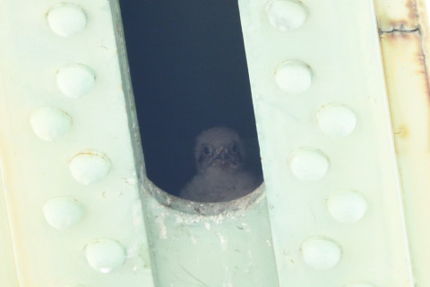 トリミング 2020/6月 SIGMA150-600C+D500 600mm F8 ss1/125 ISO1000