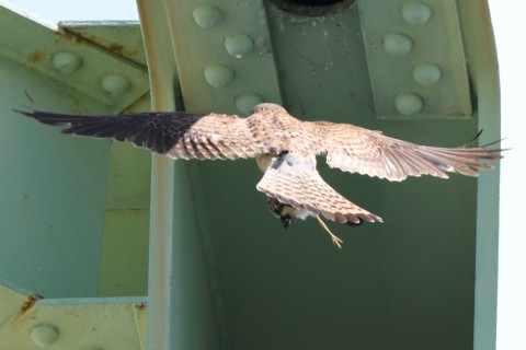 トリミング 2020/6月 SIGMA150-600C+D500 600mm F8 ss1/1250 ISO1250 AF-C シングル