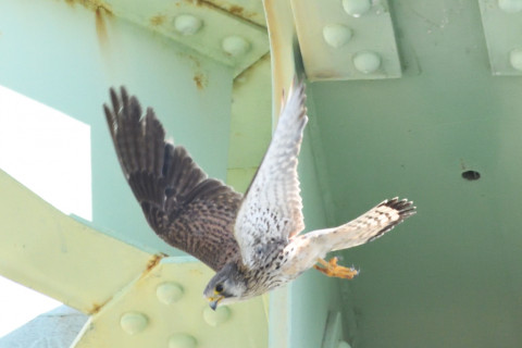 トリミング 2020/6月 SIGMA150-600C+D500 600mm F8 ss1/1250 ISO3200 AF-C シングル