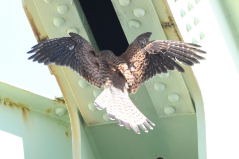 トリミング 2020/6月 SIGMA150-600C+D500 600mm F8 ss1/1250 ISO4000 AF-C シングル