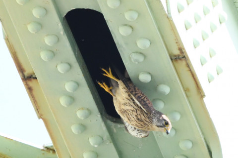 トリミング 2020/6月 SIGMA150-600C+D500 600mm F8 ss1/1250 ISO4000 AF-C シングル