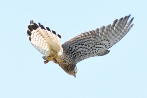 トリミング 2020/6月 SIGMA150-600C+D500 600mm F8 ss1/1250 ISO2000 AF-C シングル