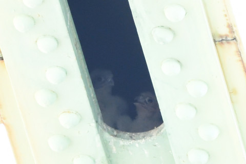 トリミング 2020/6月 SIGMA150-600C+D500 600mm F8 ss1/400 ISO4000