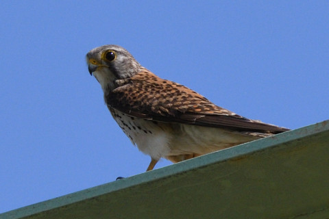 トリミング 2020/6月 SIGMA150-600C+D500 600mm F8 ss1/1600 ISO450
