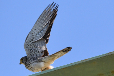 トリミング 2020/6月 SIGMA150-600C+D500 600mm F8 ss1/1600 ISO640 AF-C シングル