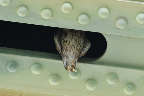 トリミング 2020/6月 SIGMA150-600C+D500 600mm F8 ss1/1600 ISO4000 AF-C シングル