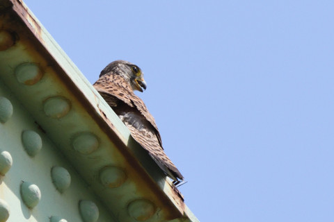 トリミング 2020/6月 SIGMA150-600C+D500 600mm F8 ss1/1250 ISO560