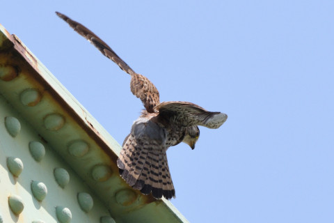 トリミング 2020/6月 SIGMA150-600C+D500 600mm F8 ss1/1250 ISO640 AF-C シングル