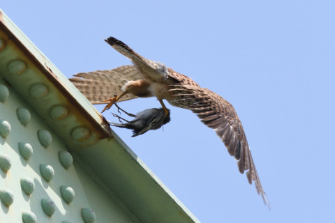 トリミング 2020/6月 SIGMA150-600C+D500 600mm F8 ss1/1250 ISO640 AF-C シングル