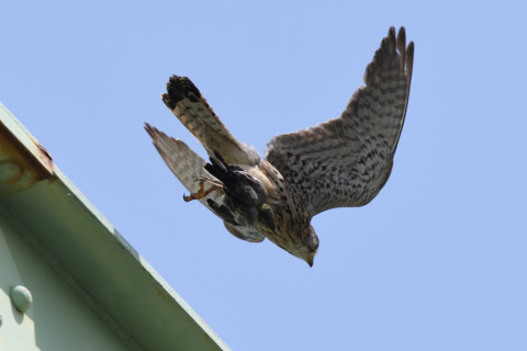 トリミング 2020/6月 SIGMA150-600C+D500 600mm F8 ss1/1250 ISO560 AF-C シングル