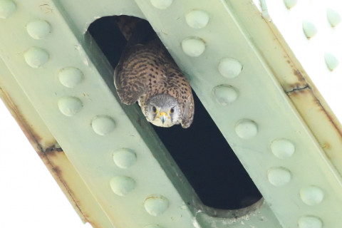 トリミング 2020/6月 SIGMA150-600C+D500 600mm F8 ss1/1250 ISO3600 AF-C シングル