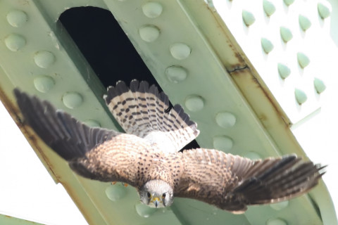 トリミング 2020/6月 SIGMA150-600C+D500 600mm F8 ss1/1250 ISO4000 AF-C シングル