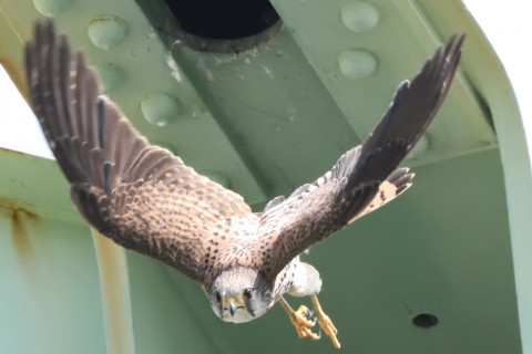 トリミング 2020/6月 SIGMA150-600C+D500 600mm F8 ss1/1250 ISO3600 AF-C シングル