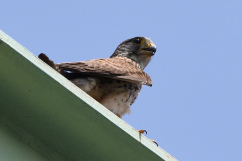 トリミング 2020/6月 SIGMA150-600C+D500 600mm F8 ss1/1250 ISO500