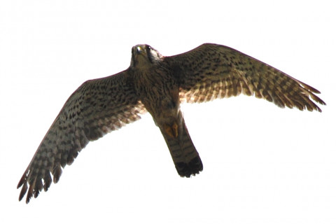 トリミング 2020/6月 SIGMA150-600C+D500 600mm F8 ss1/1600 ISO220 AF-C シングル