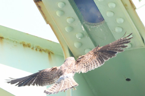 トリミング 2020/6月 SIGMA150-600C+D500 600mm F8 ss1/1600 ISO4000 AF-C シングル