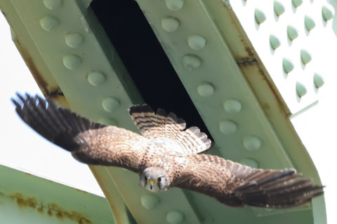 トリミング 2020/6月 SIGMA150-600C+D500 600mm F8 ss1/1250 ISO4000 AF-C シングル