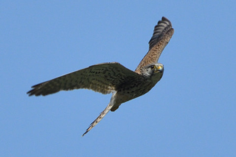 トリミング 2020/6月 SIGMA150-600C+D500 600mm F8 ss1/1250 ISO500 AF-C シングル