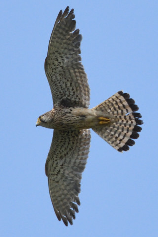トリミング 2020/6月 SIGMA150-600C+D500 600mm F8 ss1/1250 ISO900 AF-C シングル