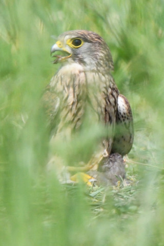 トリミング 2020/6月 SIGMA150-600C+D500 600mm F8 ss1/1250 ISO1100