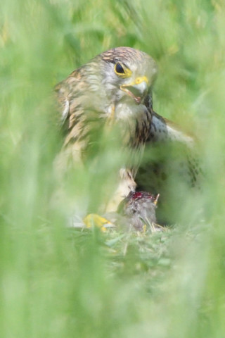 トリミング 2020/6月 SIGMA150-600C+D500 600mm F8 ss1/1250 ISO1250 AF-C シングル