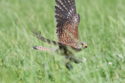 トリミング 2020/6月 SIGMA150-600C+D500 600mm F8 ss1/1250 ISO1100 AF-C シングル