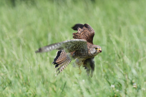 トリミング 2020/6月 SIGMA150-600C+D500 600mm F8 ss1/1250 ISO1100 AF-C シングル