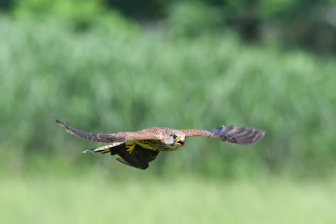 2020/6月 SIGMA150-600C+D500 600mm F8 ss1/1250 ISO2200 AF-C シングル