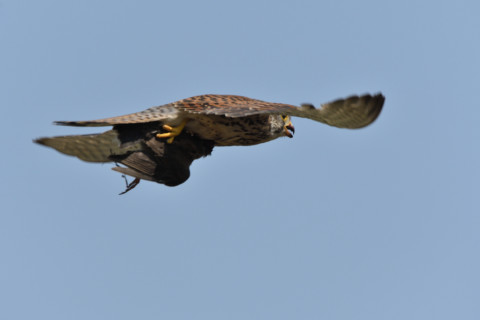 2020/6月 SIGMA150-600C+D500 600mm F8 ss1/1250 ISO450 AF-C シングル