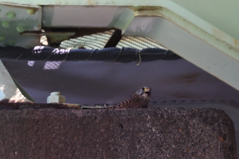 トリミング 2020/6月 SIGMA150-600C+D500 600mm F8 ss1/1250 ISO4000