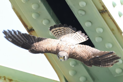 トリミング 2020/6月 SIGMA150-600C+D500 600mm F8 ss1/1250 ISO4000 AF-C シングル
