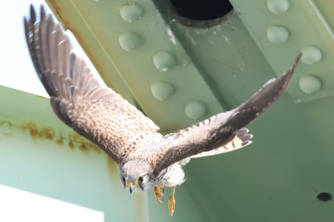 トリミング 2020/6月 SIGMA150-600C+D500 600mm F8 ss1/1250 ISO4000 AF-C シングル
