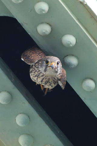 トリミング 2020/6月 SIGMA150-600C+D500 600mm F8 ss1/1250 ISO4000 AF-C シングル