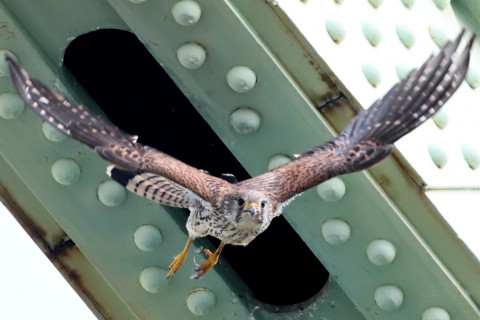 トリミング 2020/6月 SIGMA150-600C+D500 600mm F8 ss1/1250 ISO4000 AF-C シングル