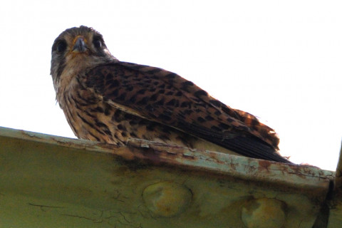 トリミング 2020/6月 SIGMA150-600C+D500 600mm F8 ss1/1600 ISO200