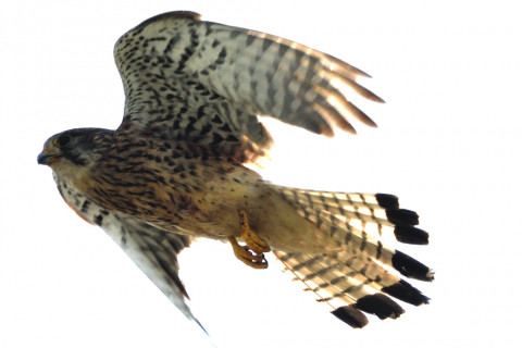 トリミング 2020/6月 SIGMA150-600C+D500 600mm F8 ss1/1250 ISO180 AF-C シングル