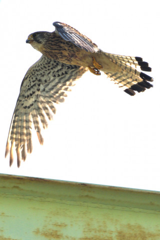 トリミング 2020/6月 SIGMA150-600C+D500 600mm F8 ss1/1250 ISO180 AF-C シングル