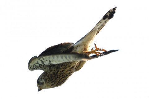 トリミング 2020/6月 SIGMA150-600C+D500 600mm F8 ss1/1250 ISO360 AF-C シングル