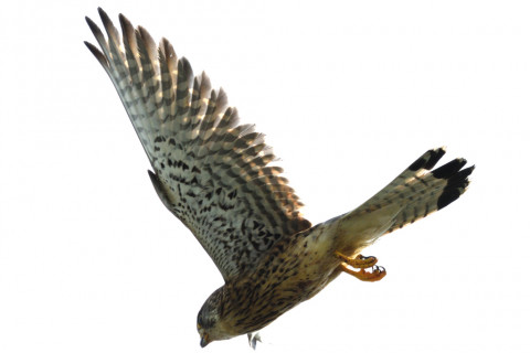 トリミング 2020/6月 SIGMA150-600C+D500 600mm F8 ss1/1250 ISO250 AF-C シングル