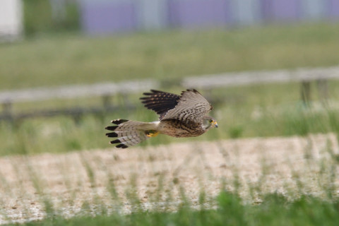 トリミング 2020/6月 SIGMA150-600C+D500 600mm F8 ss1/1250 ISO560 AF-C シングル