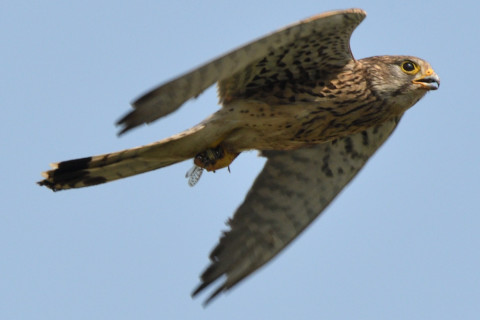 トリミング 2020/6月 SIGMA150-600C+D500 600mm F8 ss1/1250 ISO400 AF-C シングル