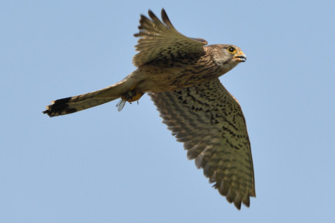 トリミング 2020/6月 SIGMA150-600C+D500 600mm F8 ss1/1250 ISO400 AF-C シングル