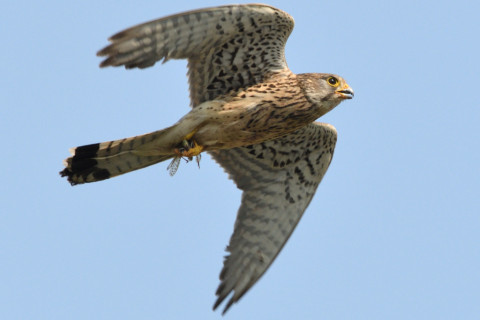 トリミング 2020/6月 SIGMA150-600C+D500 600mm F8 ss1/1250 ISO500 AF-C シングル