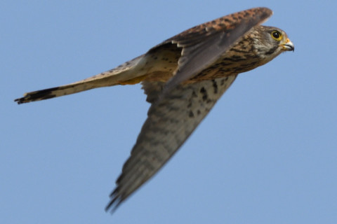 トリミング 2020/6月 SIGMA150-600C+D500 600mm F8 ss1/1250 ISO450 AF-C シングル