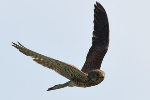 トリミング 2020/6月 SIGMA150-600C+D500 600mm F8 ss1/1250 ISO500 AF-C シングル