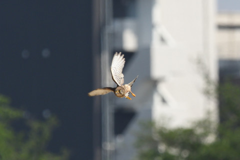 トリミング 2020/6月 SIGMA150-600C+D500 600mm F8 ss1/1250 ISO560 AF-C シングル
