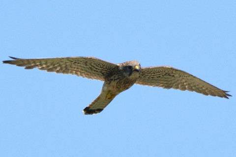 トリミング 2020/6月 SIGMA150-600C+D500 600mm F8 ss1/1250 ISO450 AF-C シングル