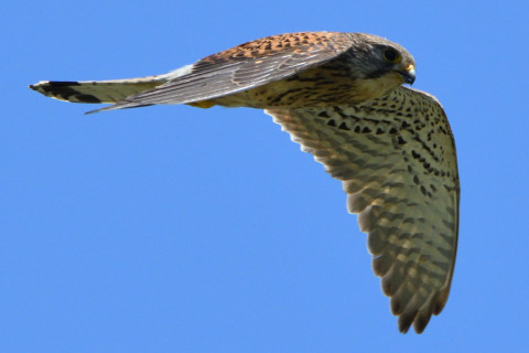 トリミング 2020/6月 SIGMA150-600C+D500 600mm F8 ss1/1250 ISO720 AF-C シングル