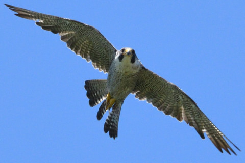 トリミング 2020/6月 SIGMA150-600C+D500 600mm F8 ss1/1250 ISO1100 AF-C シングル