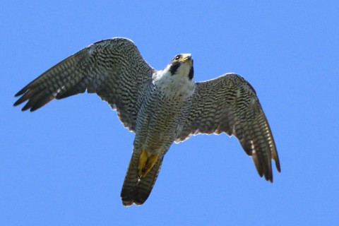 トリミング 2020/6月 SIGMA150-600C+D500 600mm F8 ss1/1250 ISO1100 AF-C シングル